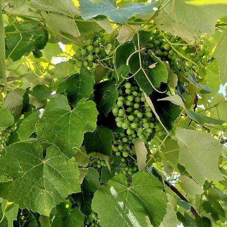 Pri Zajcu Διαμέρισμα Bovec Εξωτερικό φωτογραφία